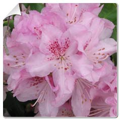 Rododendro 'Robert Seleger'